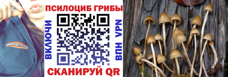 где купить наркоту  мега маркетплейс  Галлюциногенные грибы Psilocybine cubensis  Новороссийск 